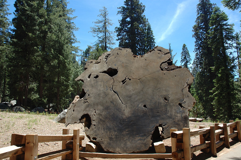 Cross Section of A Giant