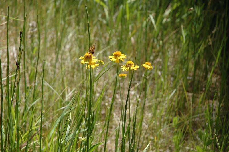 Flowers and A Butterfly