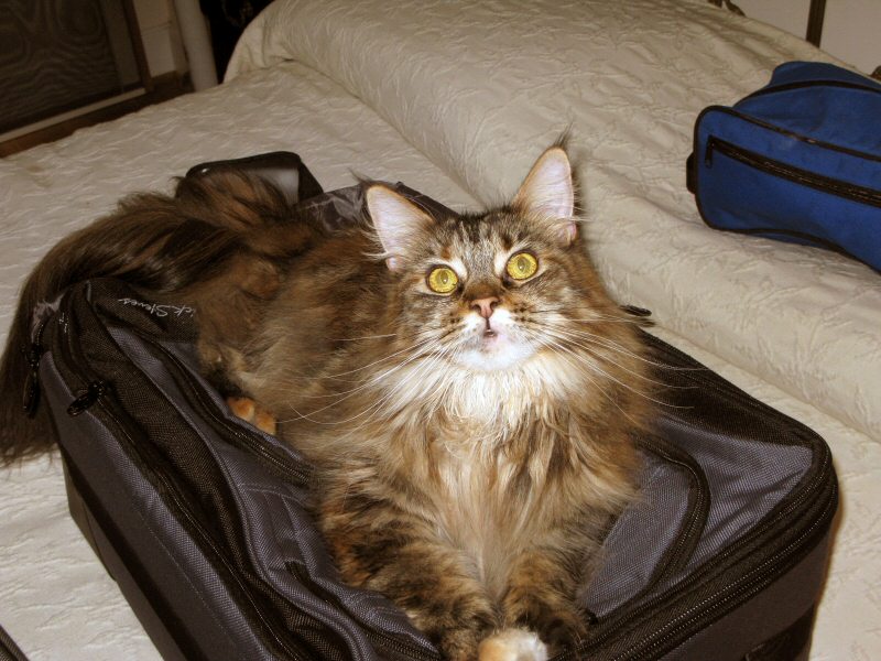 Im traveling, and will return .. shortly