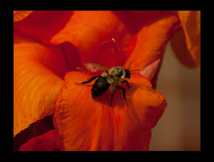 Bee on a Canna