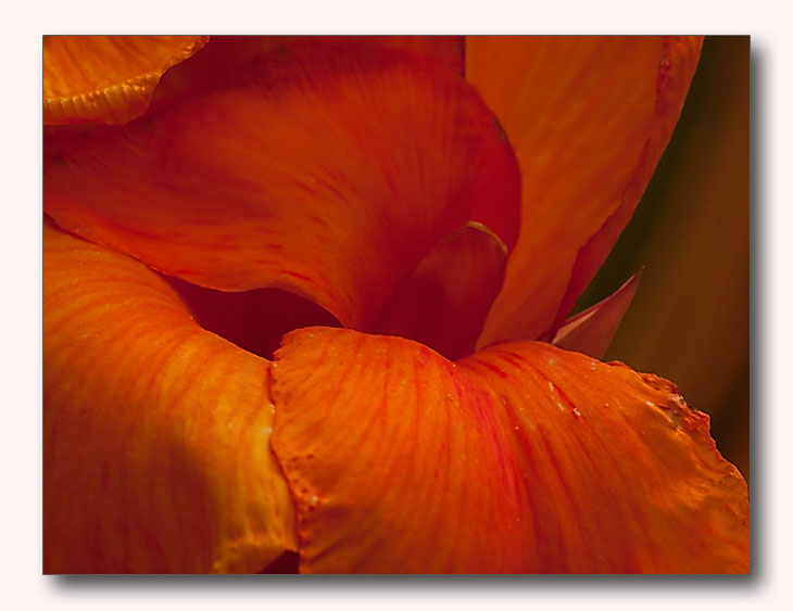 Canna Lily