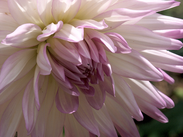 Dunaway Gardens