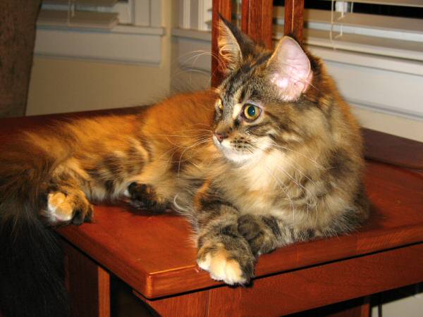 I just had my show bath.  Arent I pretty? <br> Say yes, or die.