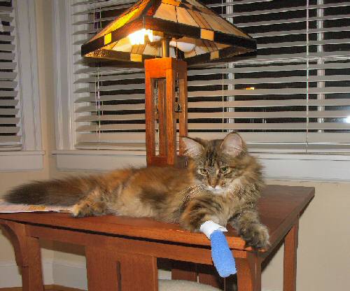 I *hurt* my paw!