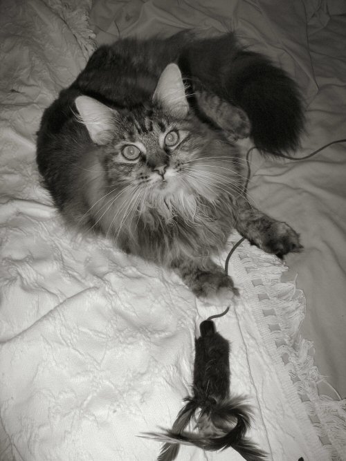 <b>My toy! Mine, all mine!</b>