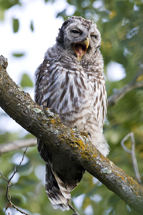 barred owl 071908IMG_1293