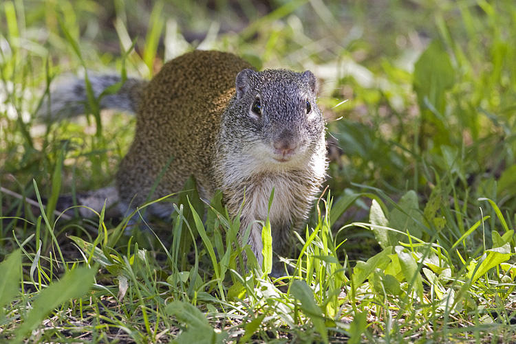 franklins ground squirrel 072008IMG_1923