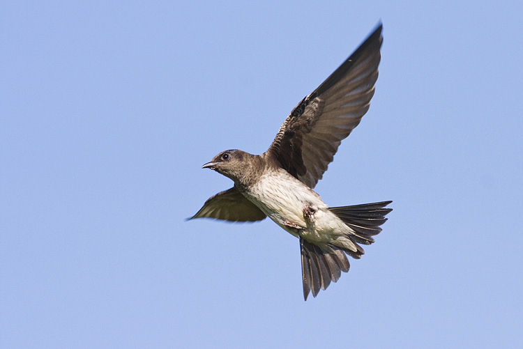 purple martin 071708IMG_0296