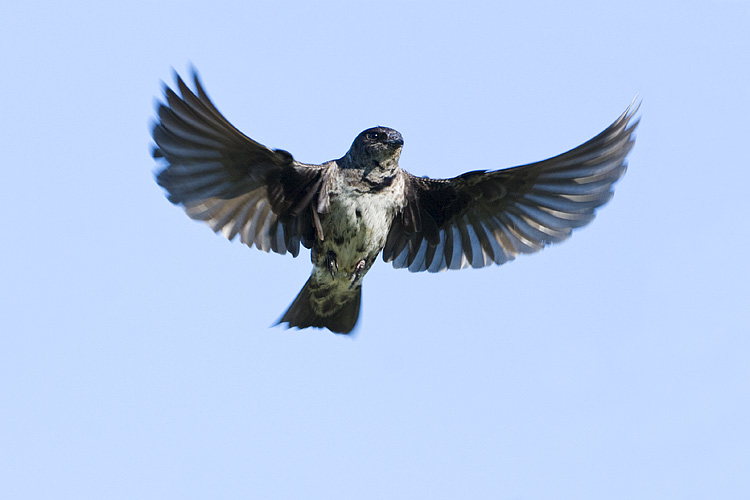purple martin 072008IMG_1686