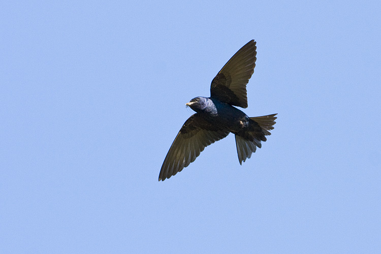 purple martin 072008IMG_1849