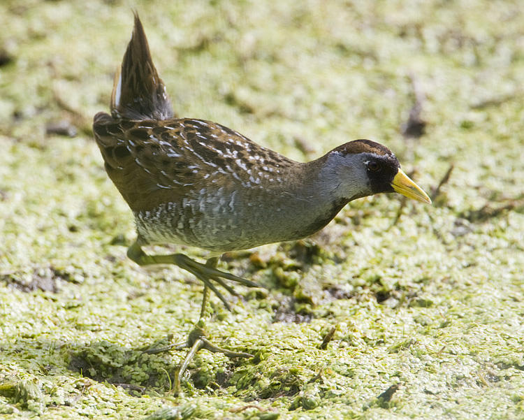 sora 071908IMG_0846