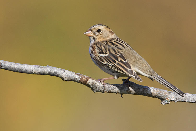 harriss sparrow 092408IMG_5119