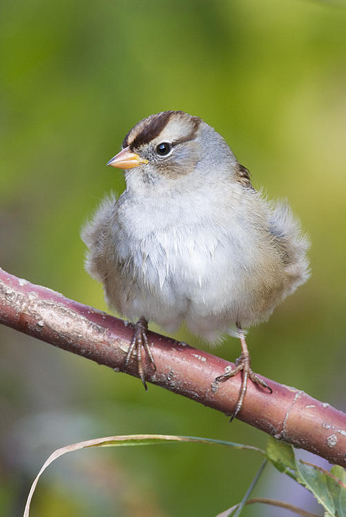 white-crowned sparrow 092308IMG_4283