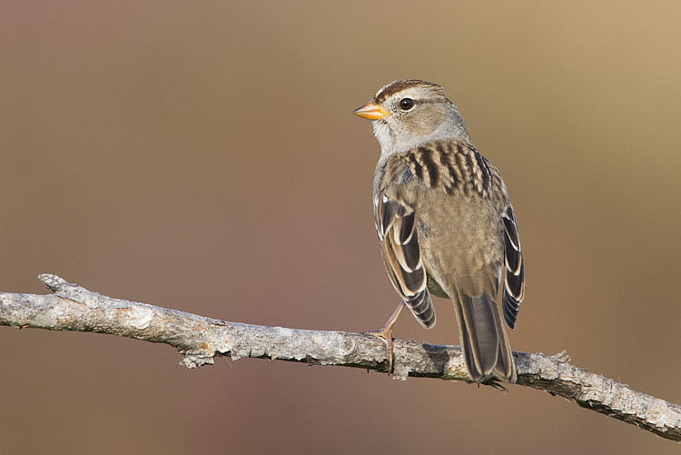 white-crowned sparrow 092408IMG_5373