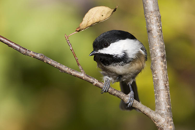 black-capped chickadee 093008IMG_6540