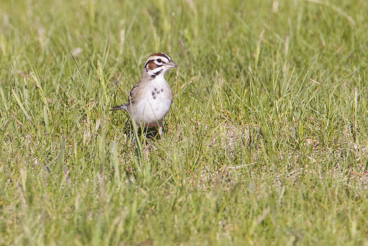 lark sparrow 061309_MG_6642