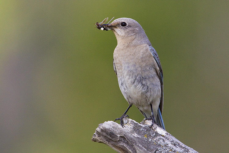 mountain bluebird 061209_MG_5879