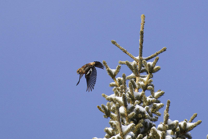 white-winged crossbill 112109_MG_2488