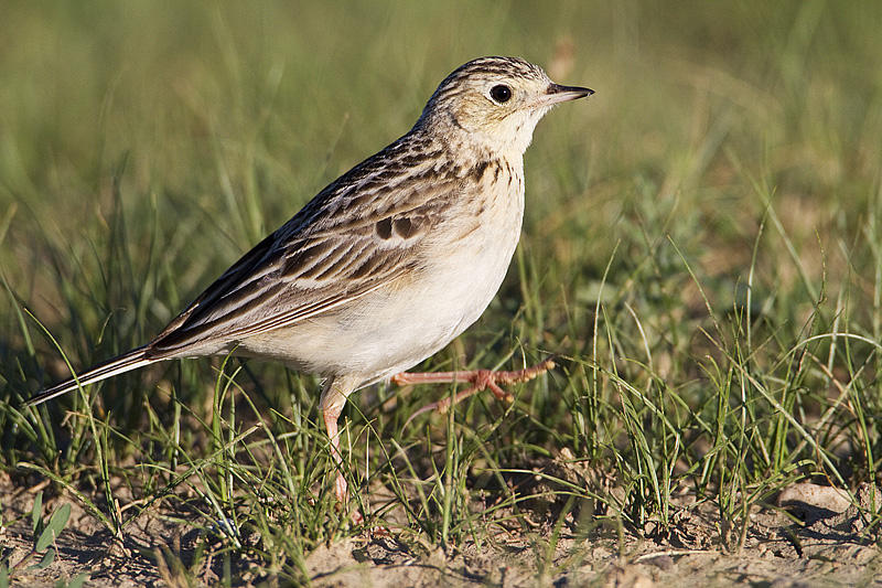 spragues pipit 070410_MG_9052