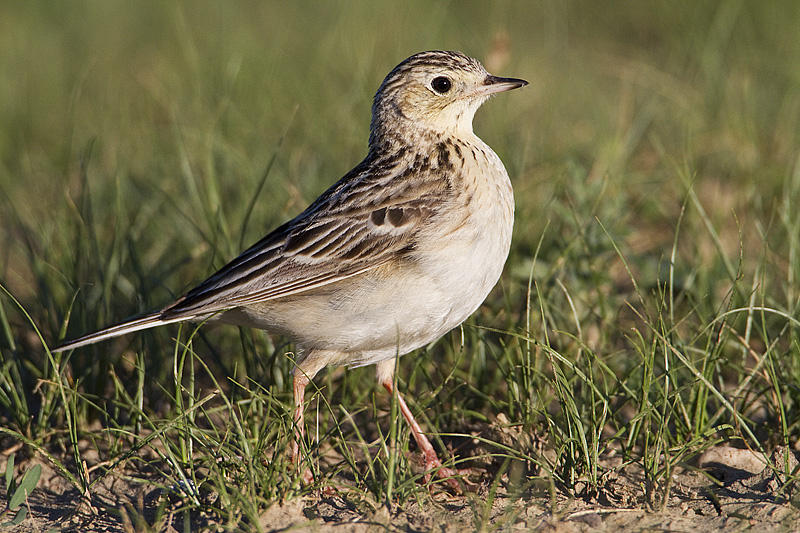 spragues pipit 070410_MG_9053