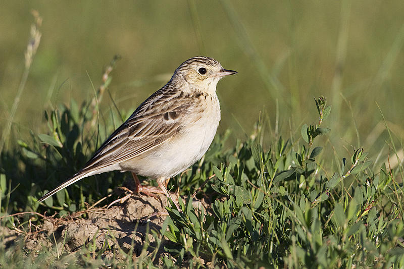 spragues pipit 070410_MG_9098
