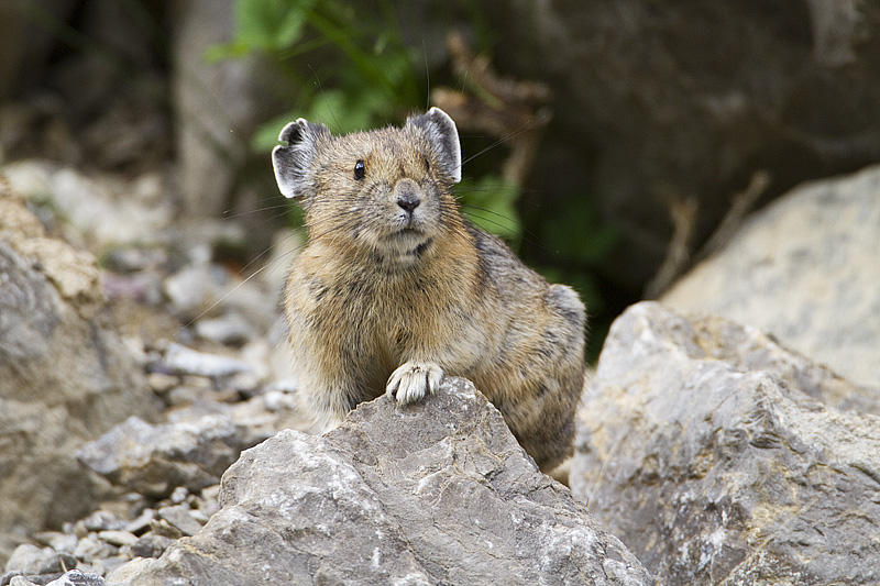 pika 071010_MG_1397