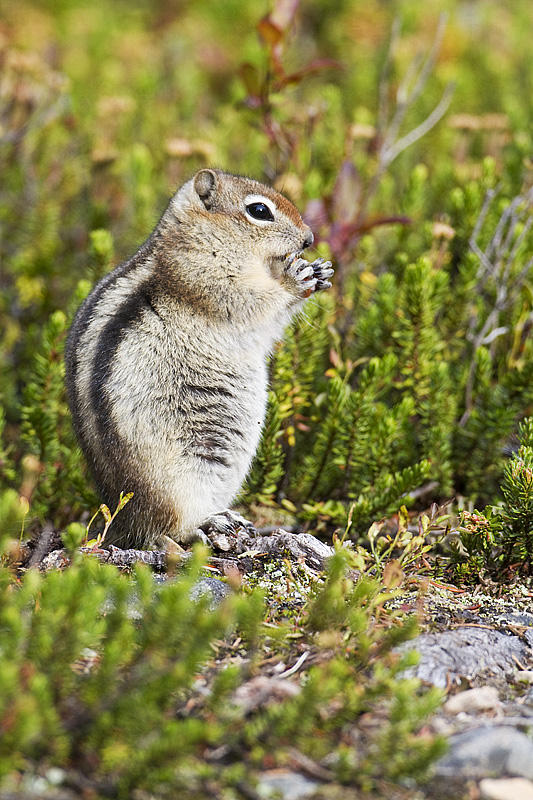 golden-mantled ground squirrel 091810_MG_3532
