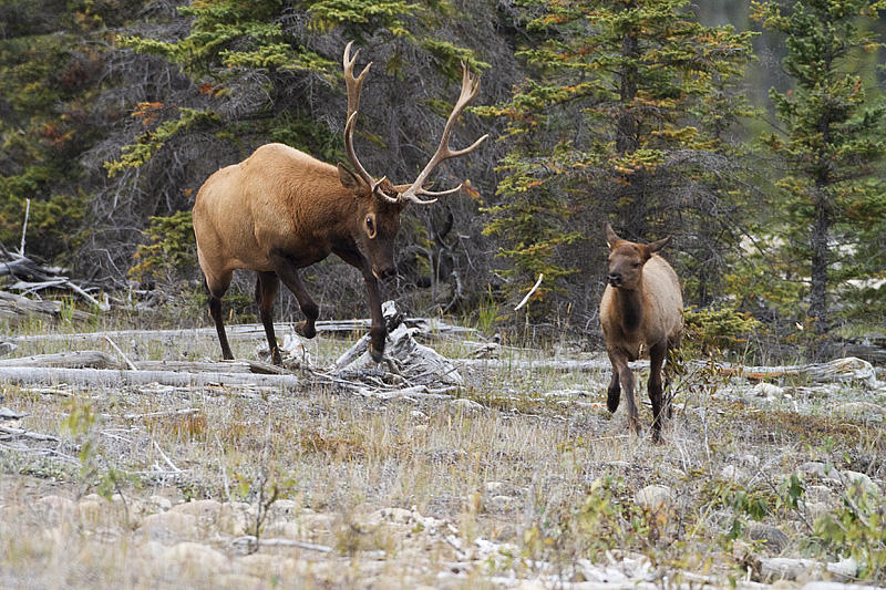 elk 091810_MG_3566