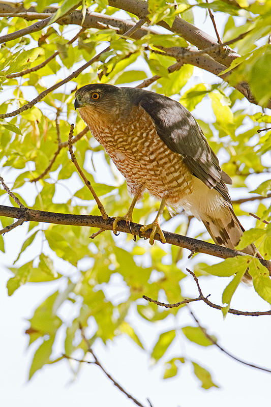 coopers hawk 092410_MG_4071