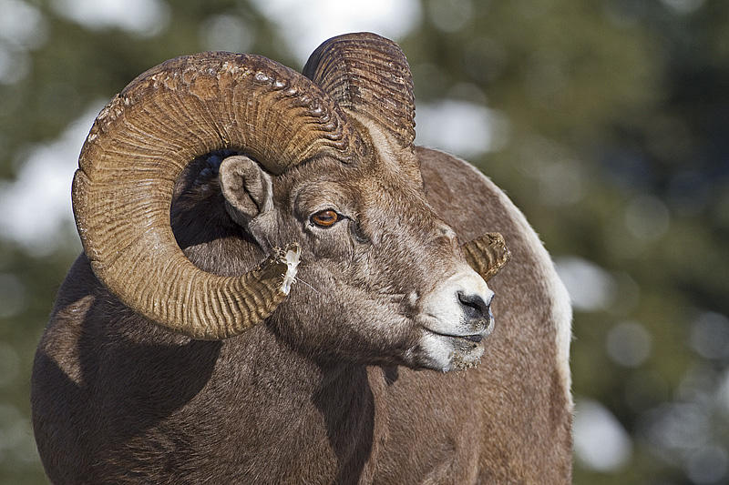bighorn 112710_MG_6887