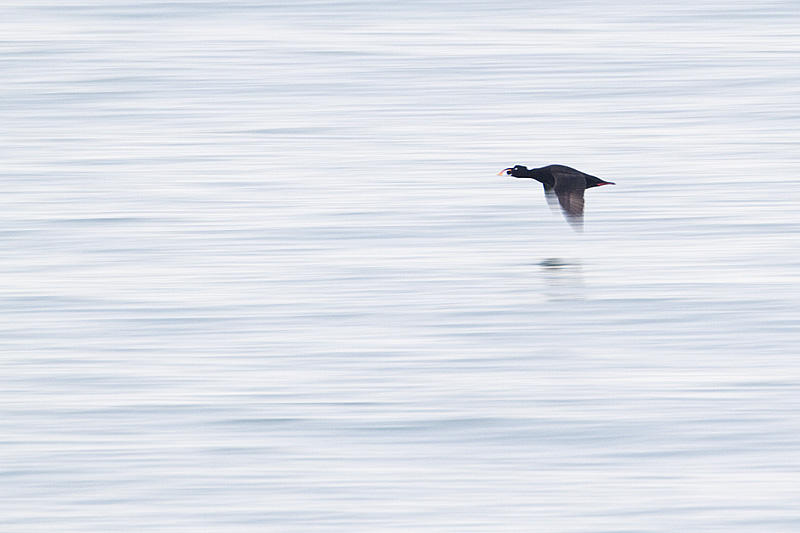surf scoter 040911_MG_8907