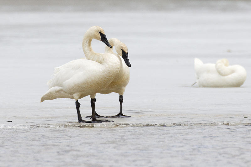 trumpeter swans 041111_MG_2099