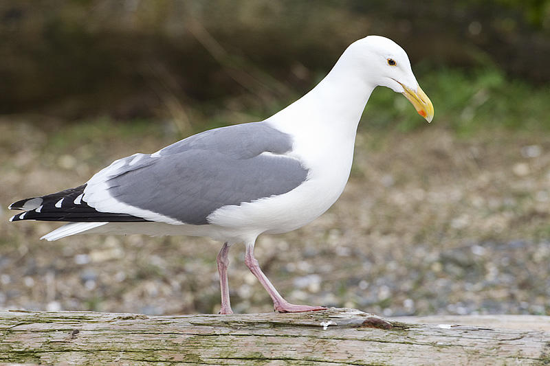 western gull 040911_MG_0855