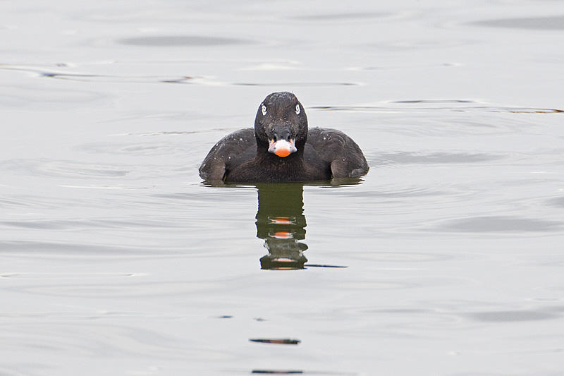 white-winged scoter 040911_MG_0134