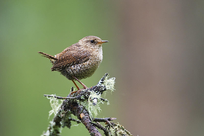 winter wren 062611_MG_8208