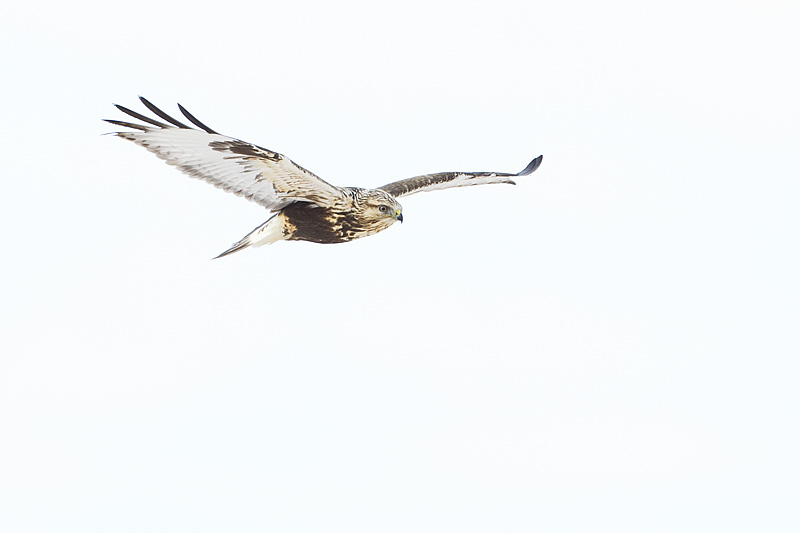rough-legged hawk 012212_MG_7224