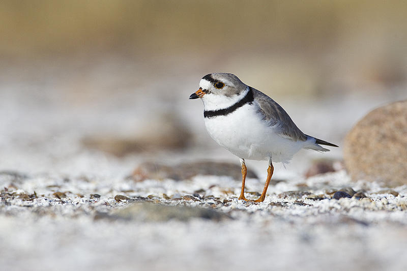 piping plover 051212_MG_9457
