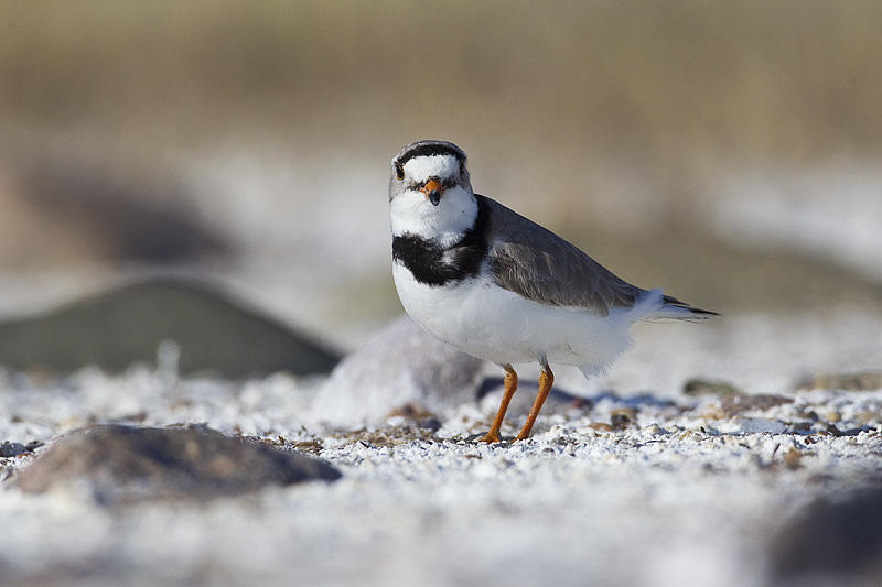 piping plover 051212_MG_9480