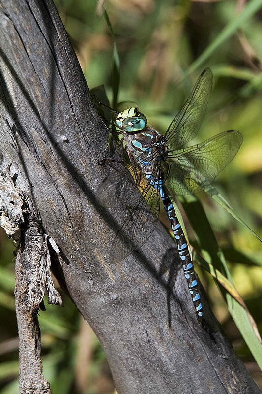 lake darner? 090312_MG_7789 