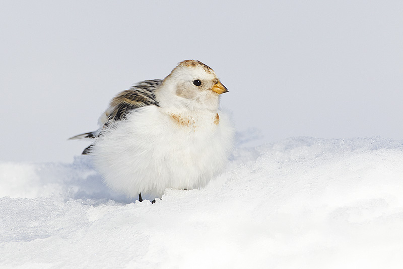 snow bunting 032913_MG_1955 