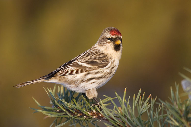 common redpoll 121006_MG_1592