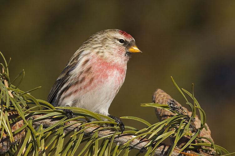 common redpoll 123106_MG_0606