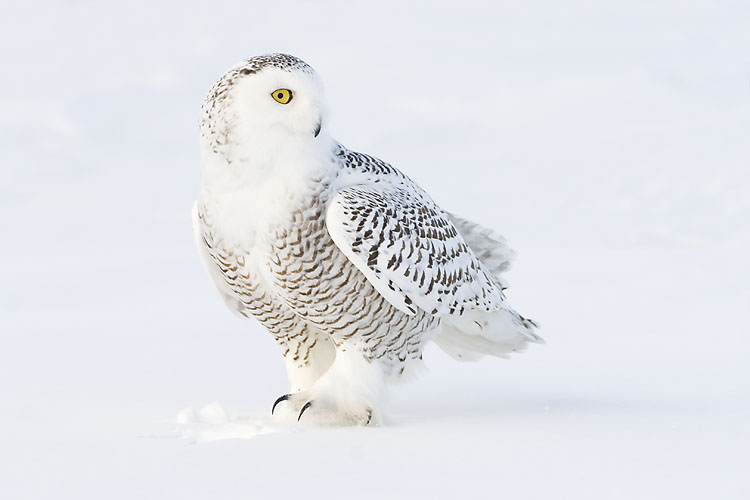 snowy owl 011607_MG_0014