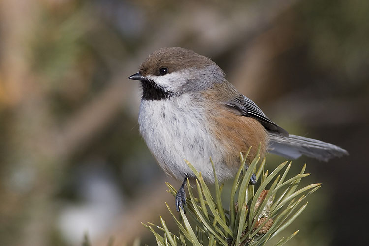 boreal chickadee 020907_MG_0509