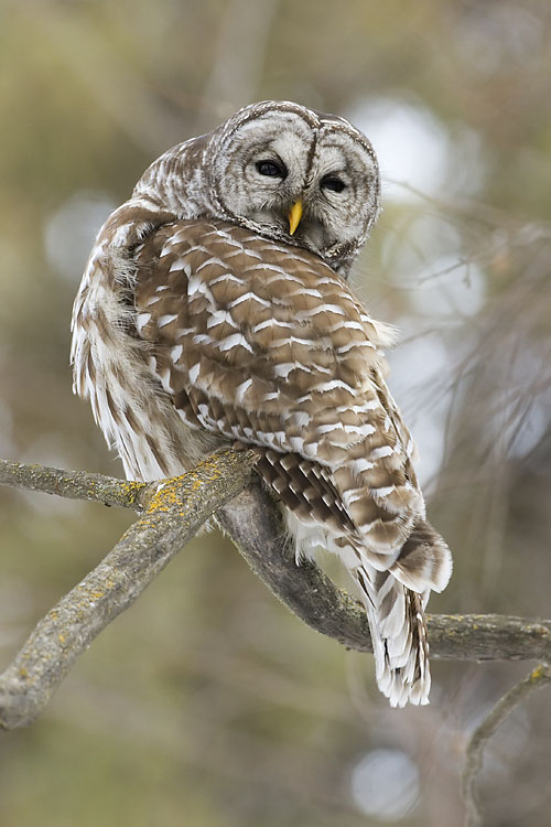 barred owl 031607_MG_0421