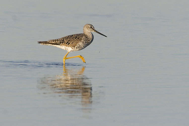 greater yellowlegs 040607_MG_2054