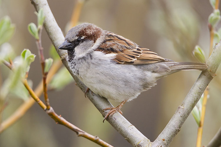 house sparrow 040607_MG_1357