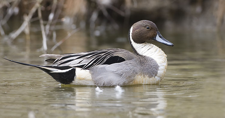 northern pintail 040607_MG_1307