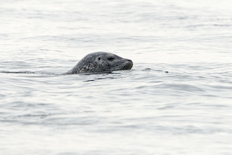 seal 040707_MG_0833