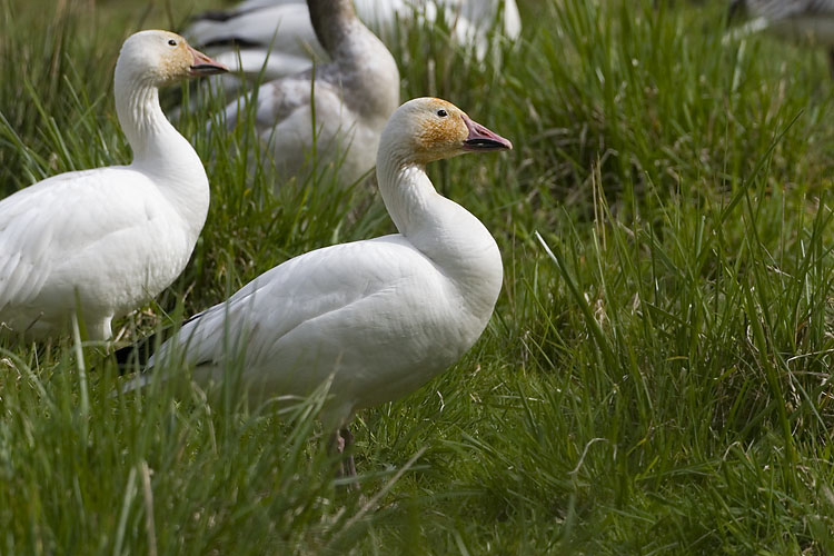 snow geese 040607_MG_1574